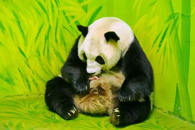 Meet Guoqing, Guangzhou’s newest baby panda born on National Day Holiday